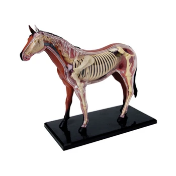 Анатомическая модел на животното 4D интелект кон за Сглобяване на играчки Обучение анатомическая модел САМ техника